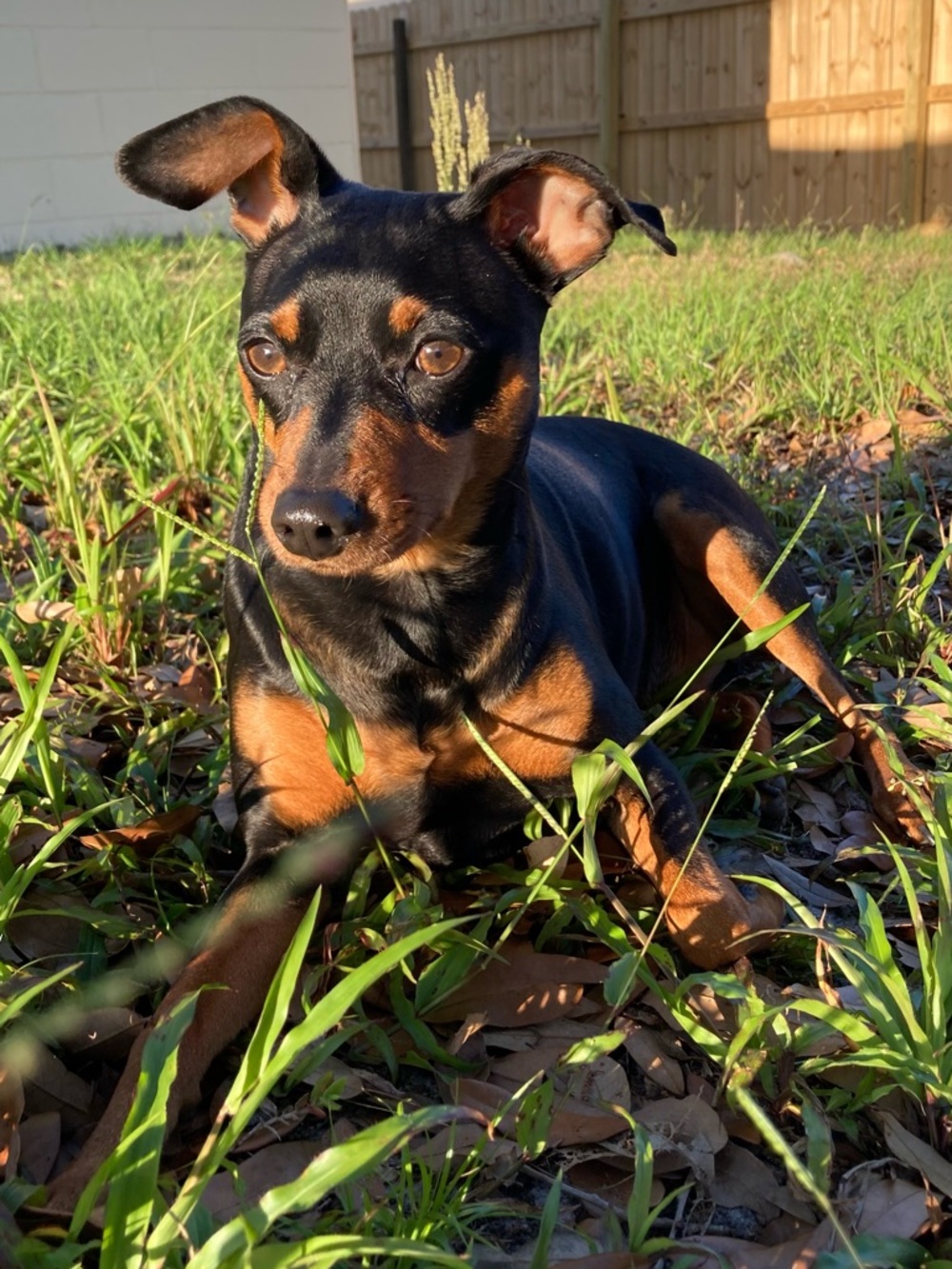 🐶 Hendrix's Tater Fund 🐾 - Picture 7 of 14